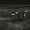 Sunglasses Model Worland in Color Black with Grey Gradient Polarized Glass lenses from Jacques Marie Mage's collection